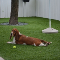 Artificial Grass Installation East Hemet, California Dog Hospital, Dogs