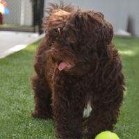 Plastic Grass East Blythe, California Grass For Dogs, Dogs Runs