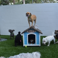 Synthetic Lawn Vista Santa Rosa, California Indoor Dog Park, Dogs Park