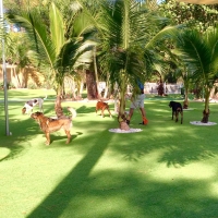 Synthetic Turf Indio Hills, California Cat Playground, Dog Kennels