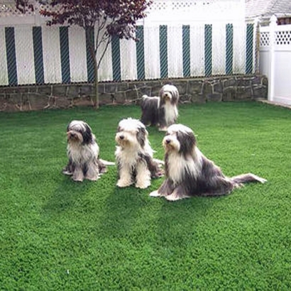 Artificial Grass Cherry Valley, California Artificial Grass For Dogs, Dog Kennels
