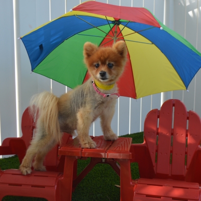 Artificial Grass Installation Corona, California Dog Running, Dogs