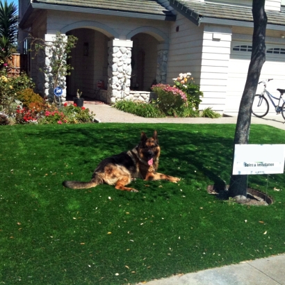 Artificial Lawn Quail Valley, California Dog Hospital, Dogs