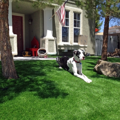 Artificial Turf Cost Oasis, California Landscaping, Dogs