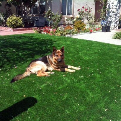 Grass Installation Ripley, California Fake Grass For Dogs, Front Yard Design