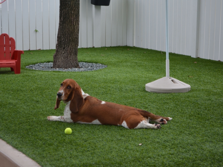 Artificial Grass Installation East Hemet, California Dog Hospital, Dogs