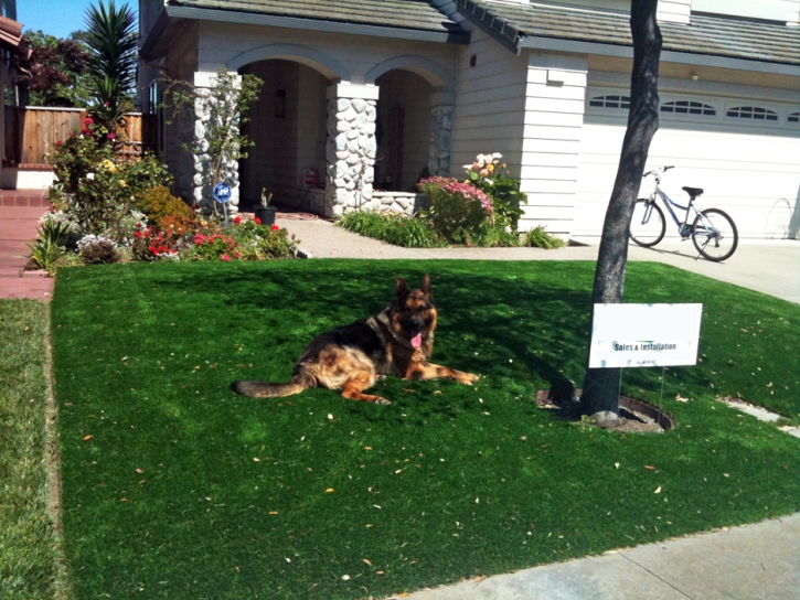 Artificial Lawn Quail Valley, California Dog Hospital, Dogs