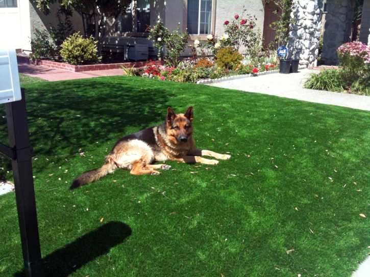 Grass Installation Ripley, California Fake Grass For Dogs, Front Yard Design