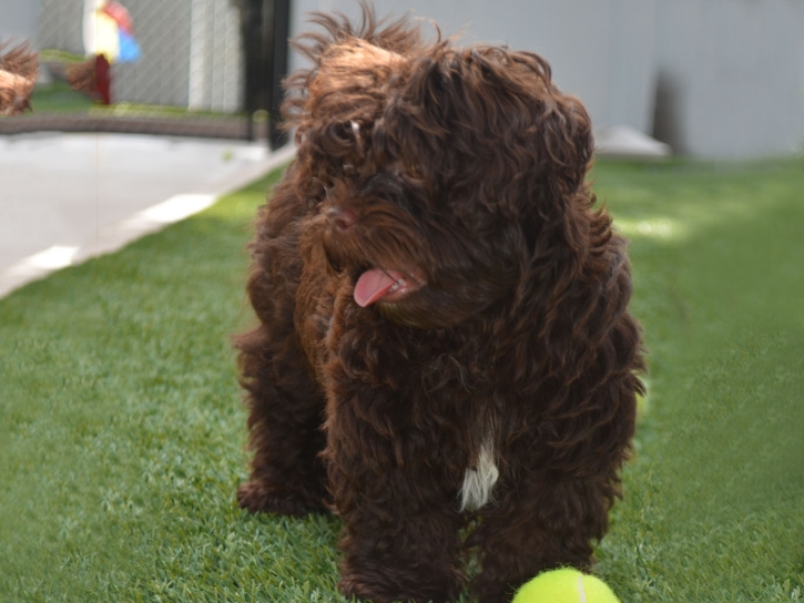 Plastic Grass East Blythe, California Grass For Dogs, Dogs Runs