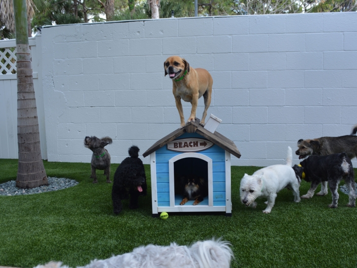 Synthetic Lawn Vista Santa Rosa, California Indoor Dog Park, Dogs Park