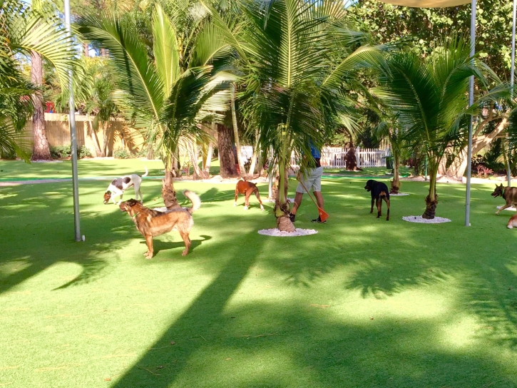 Synthetic Turf Indio Hills, California Cat Playground, Dog Kennels